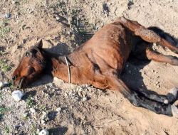Çanakkale'de Bir Atın Öldüğü Belediye Köpek Barınağının Veterineri Hakkında Suç Duyurusu Yapıldı