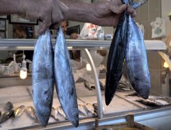 Palamut Balıkçıların Yüzünü Güldürdü