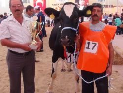 Edirne'de Hem İnekler Hem De Buzağılar Podyuma Çıktı