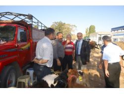 Hayvan Pazarlarına Bayram Öncesi Denetimi