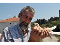 Düzceli Vatandaş, 23 Yıldır Güvercinlere Gözü Gibi Bakıyor