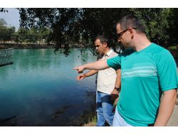 Manavgat Irmağı'nda Balık Üreme Alanları Denetlendi