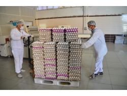 Yumurta Üreticilerinden Açıklama