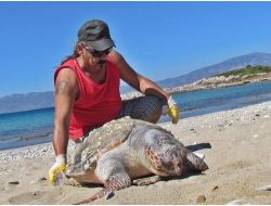 Kuşadası Körfezi'nde Ölü Caretta Caretta Bulundu