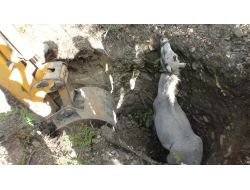 Uluköy’de Kaybolan At Definecilerin Kazdığı İddia Edilen Çukurda Canlı Bulundu