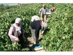 Cimin Üzümü Hasadı Başladı Bağlar Hareketlendi