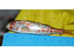 İzmir'de Kaçak Avlanan Balık Yakalandı