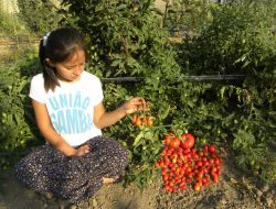 Develi Ovası'nda Ampul Domates Yetiştirdi