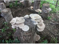 Ağaç Mantarı, Çarşamba Ovası’nın Yüzünü Güldürdü