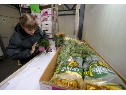 Rusya, Türkiye’den Getirilen 14 Bin Çiçeği Güve Gerekçesiyle İmha Etti