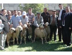 Sivas’ta Çiftçilere Damızlık Koç Dağıtıldı
