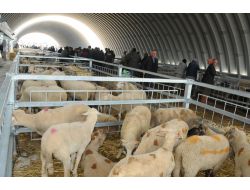 Balıkesir'de Küçükbaş Kurbanlık Satışı İçin Yer Kiralama Başlıyor