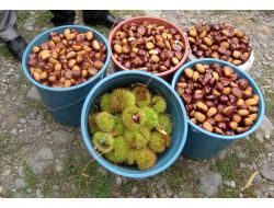 Omü, Kestane Dal Kanserine Karşı Dayanıklı Çeşidi Tespit Etti