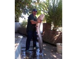 Kelkit Çayı'nda 1.70 Boyunda Dev Yayın Balığı Yakalandı