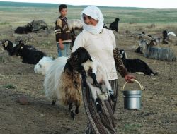 Berivanlar Nemrut Dağı Eteğindeki Koyunlarını Sağmak İçin Beş Saat Yürüyor