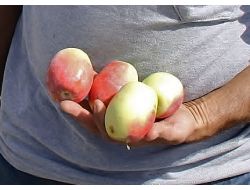 Kağızman'daki Elma Festivali Sahibini Arıyor