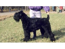 Rusya Kedi-köpek Diplomasisini Sevdi; Putin’den Chavez’e Hediye Köpek