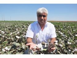 Zmo: Pamuk Fiyatı 2 Lira 24 Kuruş Olmalı