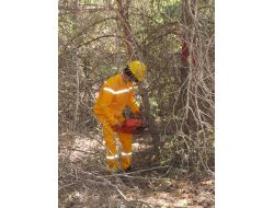 Çorum'da Ormanlara Sıklık Çalışması Yapılıyor