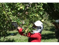 Erzincan'da Elma Hasadı Başladı