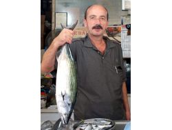 Karadeniz Adeta Palamut Fışkırıyor