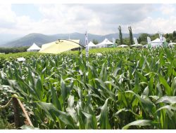 Zmo Başkanı Turhan Tuncer: Dünya Tarımda Büyük Kaos Bekliyor