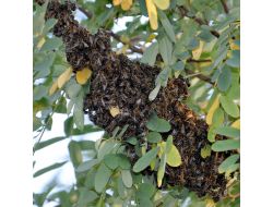 Edirne'de Eylül Ayında Oğul Veren Arılar Şaşırttı