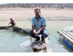 Baraj Gölünde Yetiştirilen 500 Bin Balık Telef Oldu