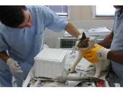 Belediye 91 Kedi İçin Seferber Oldu