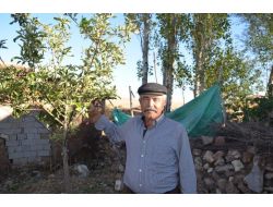 Sonbaharda Çiçek Açan Elma Ağacı Şaşırttı