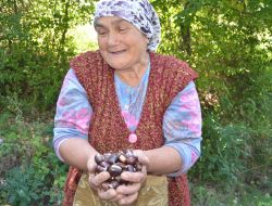 Kestane Toplayarak Geçimini Sağlıyor