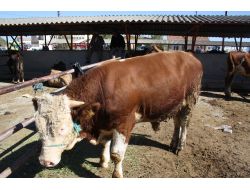 KURBANLIKLAR EL YAKIYOR