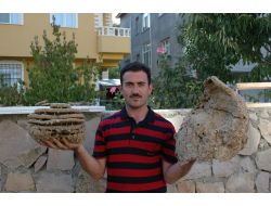 Yaban Arıların 10 Katlı Yuvası İlgi Odağı Oldu