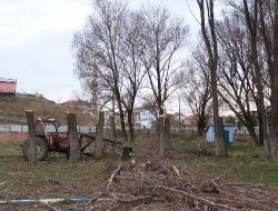 Kargalardan Kurtulmak İsteyen Şarkışla Belediyesi, Çözümü Ağaçları Kesmekte Buldu