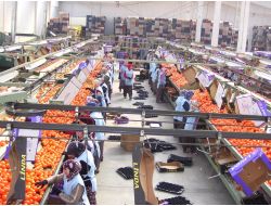 Seferihisar Belediyesi Gediz'in Desteğiyle Mandalina İşleme Tesisi Aldı