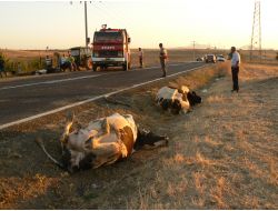 Ana Yolda Otomobilin Çarptığı 3 İnek Telef Oldu