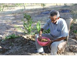 Beypazarı’nda Yetişen Antepfıstığı Şaşırtıyor