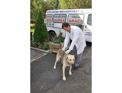 Hayvanları Koruma Günü'nde Hayvanlara Ücretsiz Kuduz Aşısı