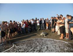 Türkiye'nin Uydu Cihazı Taktığı Deniz Kaplumbağası 3 Hafta Da Mısır'a Ulaştı