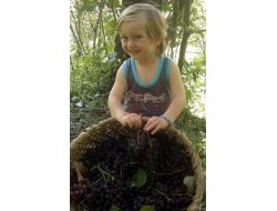 İsabella Üzümünün Hasadı Başladı