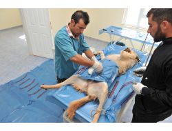 İki Yıl İçinde Bin 200 Sokak Hayvanı Tedavi Edildi