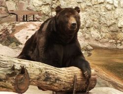 Sıcaklar Yüzünden Ayılar Kış Uykusuna Dalamıyor