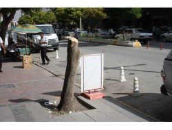 Belediye Kaldırımdaki Ağacı Kesen Esnafı Affetmedi