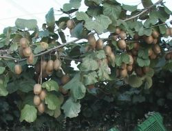 Samsun Kivisi Dünyaya Rusya'dan Açılacak