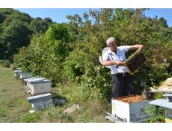 "Gastrit Ve Reflü İçin Kestane Balı Tüketin"