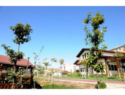 Kestane Bahçesi İlk Meyvelerini Verdi