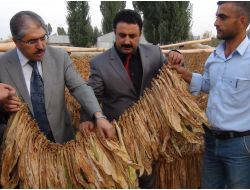 Muş'a Tütünden 12 Milyon Lira Girecek