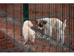 Sakarya'da 5 Bin Sokak Hayvanı Aşılandı