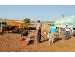 Kepez Varsak'a Belediyeden Kurban Satış Pazarı