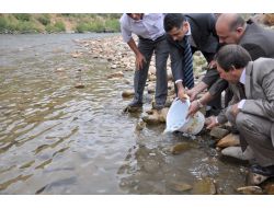 Munzur Çayı'na 35 Bin Yavru Alabalık Bırakıldı